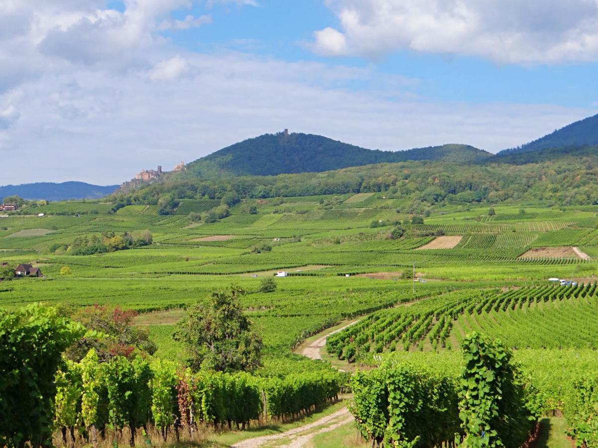 Apartmán Au Coeur Des Vignes Bergheim Exteriér fotografie