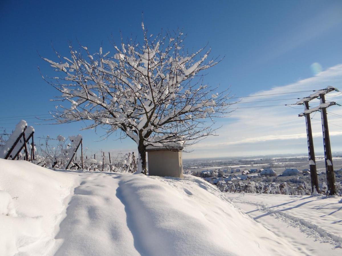 Apartmán Au Coeur Des Vignes Bergheim Exteriér fotografie