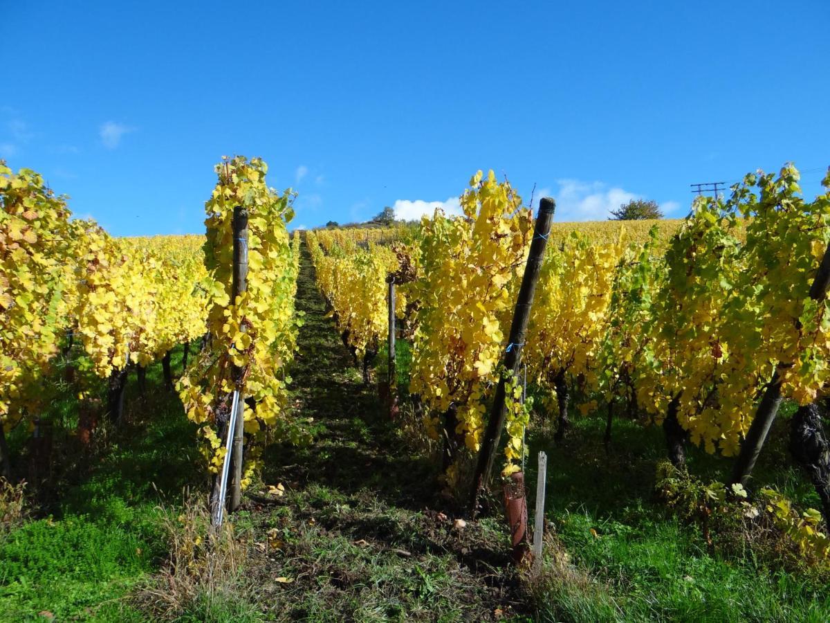 Apartmán Au Coeur Des Vignes Bergheim Exteriér fotografie