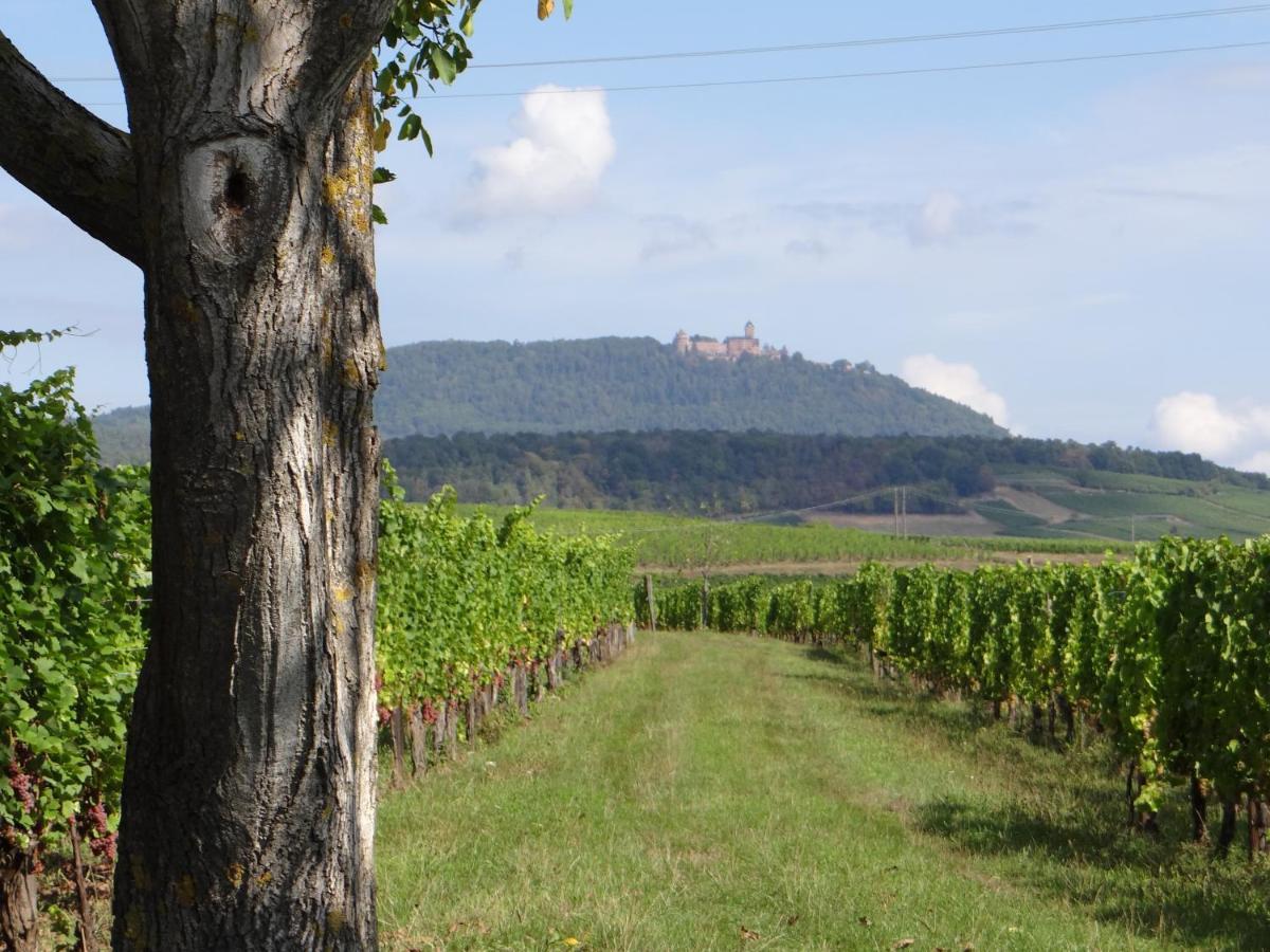 Apartmán Au Coeur Des Vignes Bergheim Exteriér fotografie
