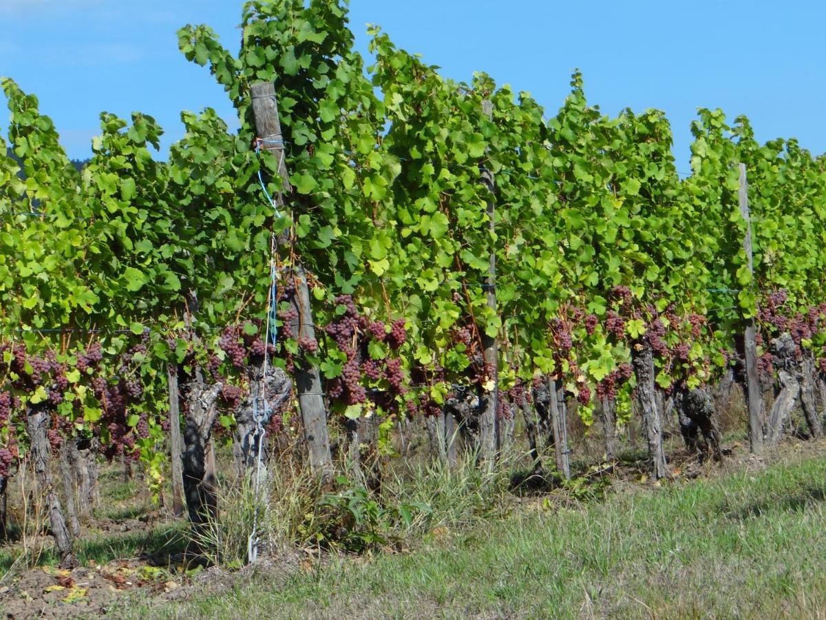 Apartmán Au Coeur Des Vignes Bergheim Exteriér fotografie