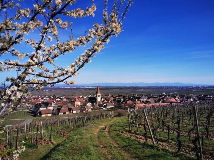 Apartmán Au Coeur Des Vignes Bergheim Exteriér fotografie