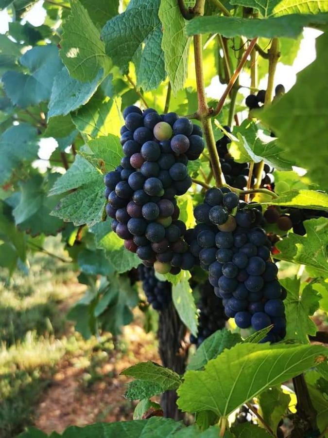Apartmán Au Coeur Des Vignes Bergheim Exteriér fotografie